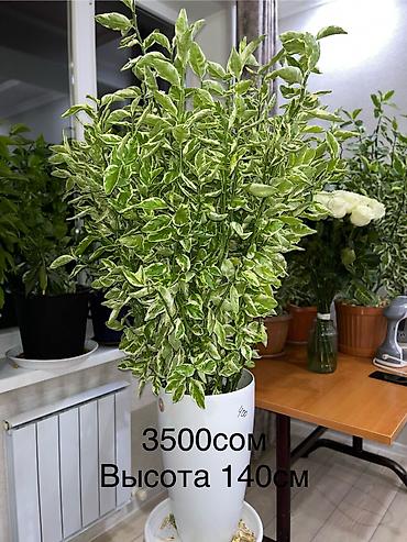 высокий кактус: Пендилантус -высота140см — 7