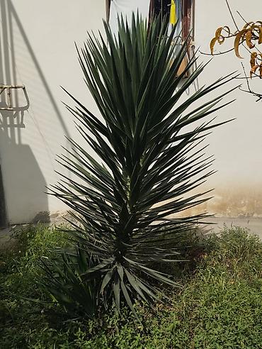 dəmir tikanı bitkisi: Yucca (Yukka) dekorativ bitki • Növ: Ağacvari yucca (iti, mızraq — 2