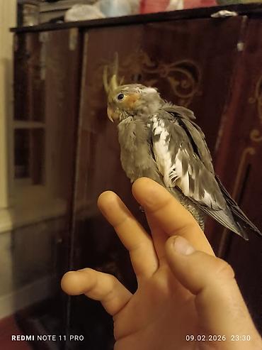 Tutuquşları: Təzə yemə düşmüş 39 günlük korela balası Sağlamdır öz quşlarımın — 4