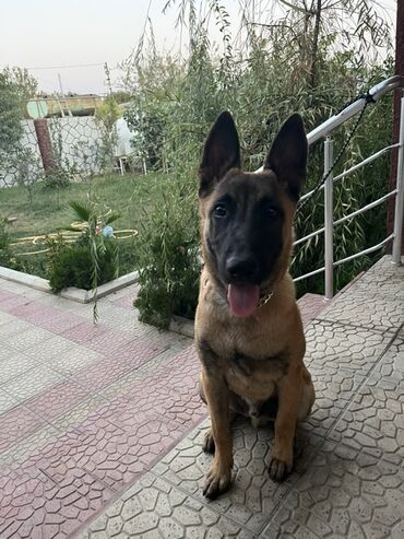 it az: Belçika çoban iti, Erkek