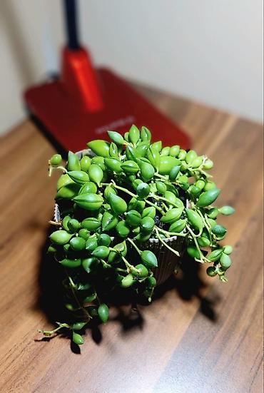 Otaq bitkiləri: Qara plastik qabda olan bu şirəli bitki otağınıza və ya ofisinizə — 13