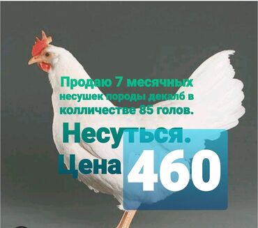 Птицы: Продаю несушки молодые 7 месяцев. Начали нестись 3 месяца назад. 460с
