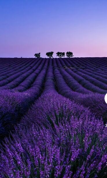 Tinglər: Lavanda (Lavandula) tingləri – ətirli, dekorativ və faydalı çoxillik — 5