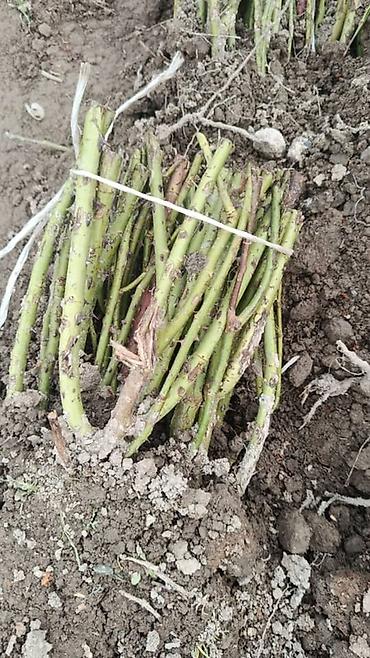 Роза: Саженцы — 7