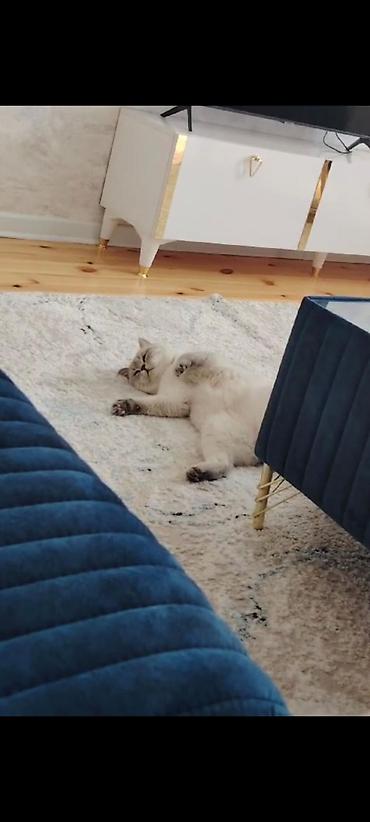 Шиншилла, Самец, Для вязки — 2