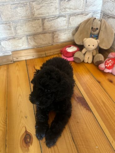İtlər: Şekilleri götürmeyin - Cins: Toy Pudel (mini) - Rəng: qara, ve — 4