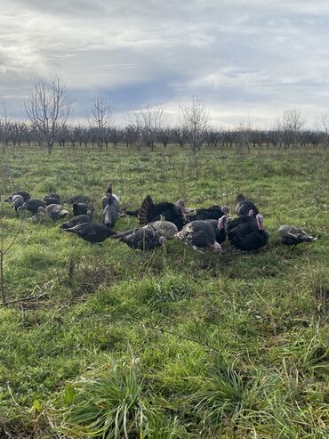 Hinduşka: Erkək, Ətlik, Ünvandan götürmə — 9