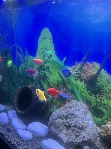 Akvariumlar: Akvarium-şkaf, Balıqlarla birlikdə, 90 l, Ödənişli çatdırılma — 10