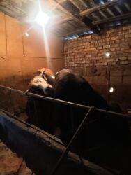 купить собаку немецкую овчарку: Продаю | Бык (самец) | На забой | Искусственник