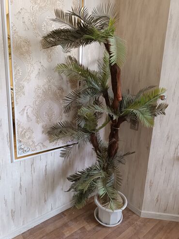 Комнатные растения: Süni palma ağacı