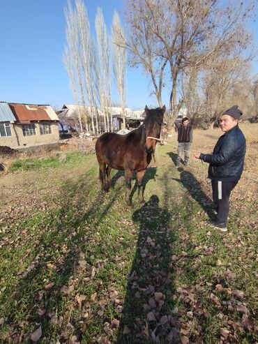 Лошади, кони: Продаю | Кобыла (самка) | Полукровка | На забой, Для разведения | Племенные