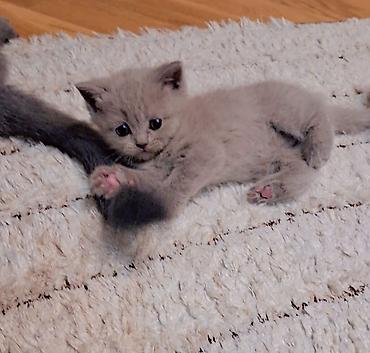 Pişiklər: Şotland — 4