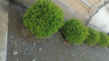 malc: Həmişəyaşıl dekorativ çit və topiar bitkiləri – Ligustrum (Privet) - — 3