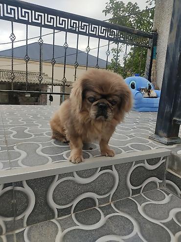 mingecevir it: Pekines, Erkək — 1