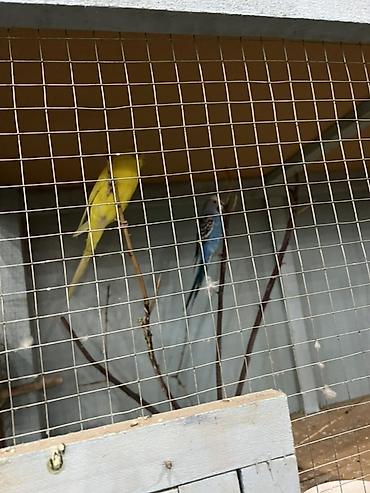 зоомагазин бишкек с животными: Попугай сатылат. Срочно арзан эле берип салам.10 попугай бар ар турду — 5