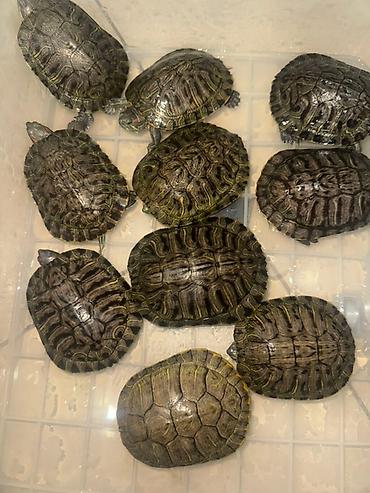 Другие с/х животные: Красноухие черепахи разные размеры - В наличии несколько особей, на — 1