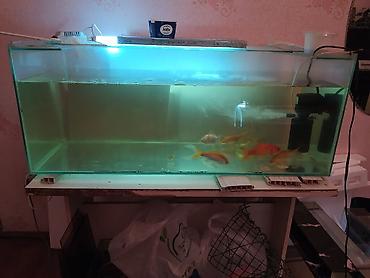 akvarim: Akvarium satılır 2 ədəd 1 metr, 2 ədəd 50 santım, 2 ədəd 40 santım — 2