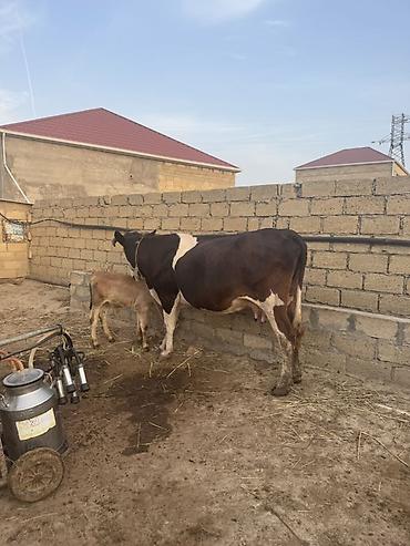 it şekilleri: Balalı inək inek Simmental inək satılır. Çox iri hryvandır. Diri — 2