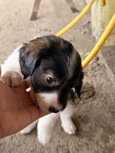 Psi: Štenci mešanci – više štenaca različitih boja i šara Opis: - Leglo — 12