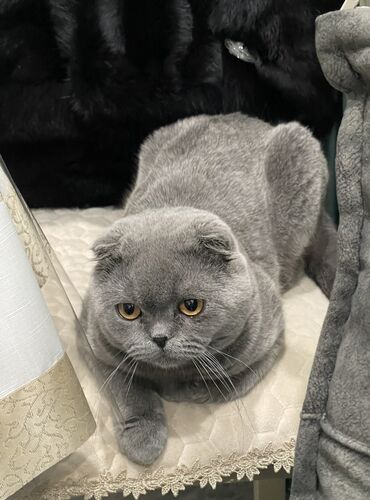 шотландская вислоухая кошка длинношерстная: Скотиш Фолд (Шотландская вислоухая), 4 года, Мальчик, Серый, Кастрирована, Приучена к лотку