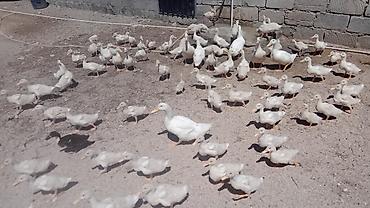 soya yemi: 30 günlük 80 ədəd7 ədəd 65 günlük ağ ördək 435 azn təcili satılır — 1