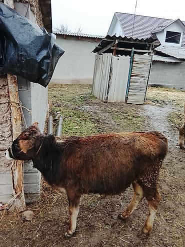 Коровы, быки: Продаю | Музоо, торпок | Полукровка | На откорм | Привязанные — 3