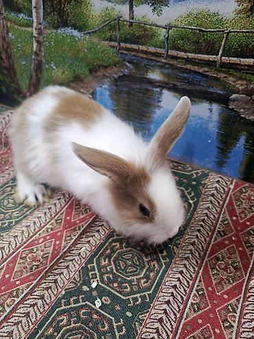 Dovşanlar: Dovşan Ag kariçni Yarı cırtdan çox gözəl Sort dovşandı. Şəkillərdə — 4