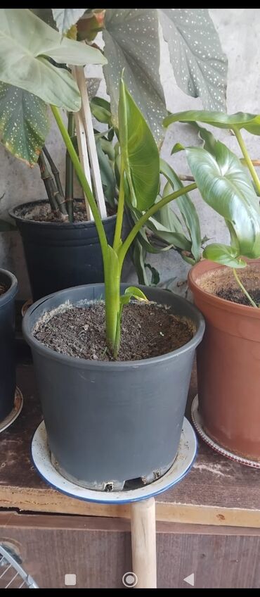 Otaq bitkiləri: Məhsul: Otaq gülləri (saksıda) Təsvir: - Şəkillərdə müxtəlif — 14