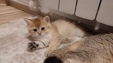 Pişiklər: Qızıl şinşilla, Erkək, Yaxşı əllərə, Ünvandan götürmə — 13