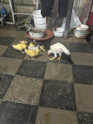 Erkək, Damazlıq, Ünvandan götürmə lalafo.az -da Erkək, Damazlıq, Ünvandan götürmə