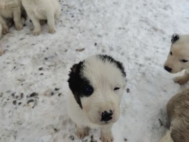 Продажа собак: Алабай, 1 месяц, Самец, С родословной