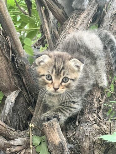 британские короткошерстные котята: Предлагаются очаровательные котята разных окрасов. Есть котята с