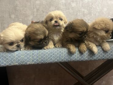 it adlari oglan: Pekines, 1 ay, Erkek, Sənədli, Ünvandan götürmə