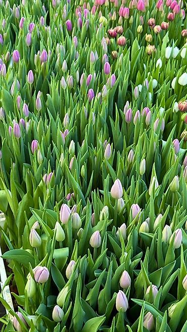 Букеты из живых цветов: Тюльпаны — предзаказ - Срезанные тюльпаны из теплицы, аккуратные at lalafo.kg — 8 Букеты из живых цветов: Тюльпаны — предзаказ - Срезанные тюльпаны из теплицы, аккуратные — 8