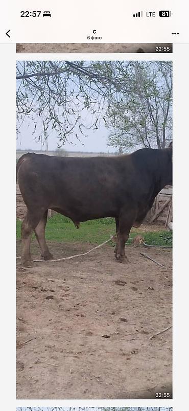Коровы, быки: Продаю | Бык (самец) | Для разведения — 13