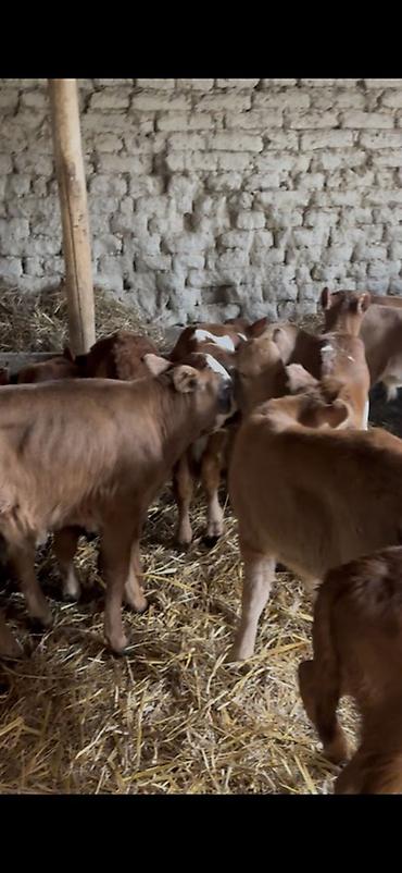 Dana, buzov: Satışda: dana balaları - Növ: yerli cins ətlik/südlük istiqamətə — 20