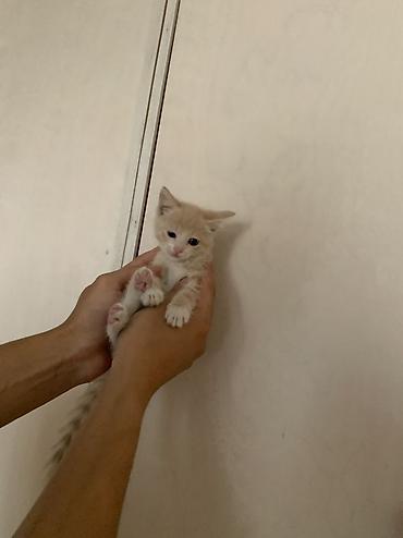 кошка в бишкеке: 2 месяца, Девочка, Приучена к лотку — 4