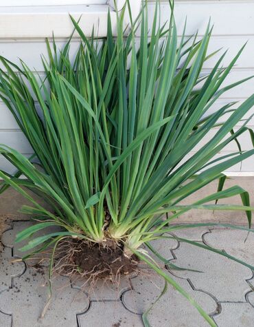 цветы женское счастье цена: Юкка садовая (Yucca filamentosa), взрослый делённый куст. - Высота