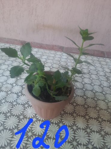 Алоэ: Алоэ at lalafo.kg — 8 Алоэ: Алоэ — 8