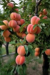 Həyət evləri və villaların satışı: 3 otaqlı, 78 kv. m, Kredit yoxdur, Yeni təmirli — 14