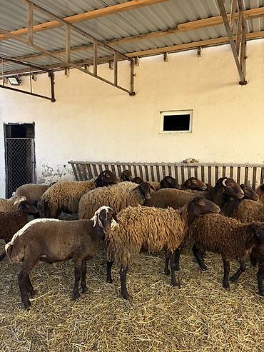 Qoyunlar, qoçlar: Razilaşma yoluilə — 3
