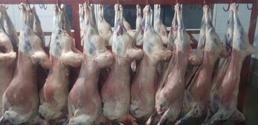 бараны продаю: Куплю | Бараны, овцы | Круглосуточно, Забитый, На забой, на мясо