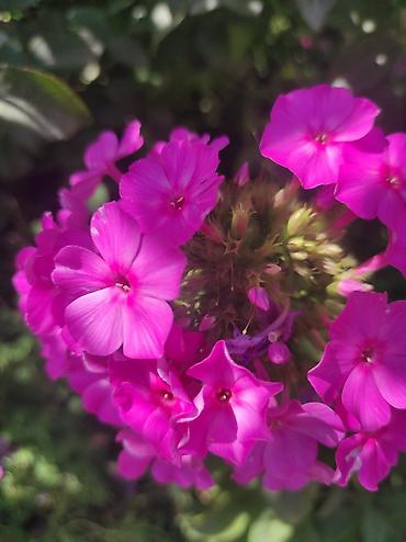 Гортензия: Садовые цветы пионы от 500 сомхосты от 250 и вышепапоротники от — 16