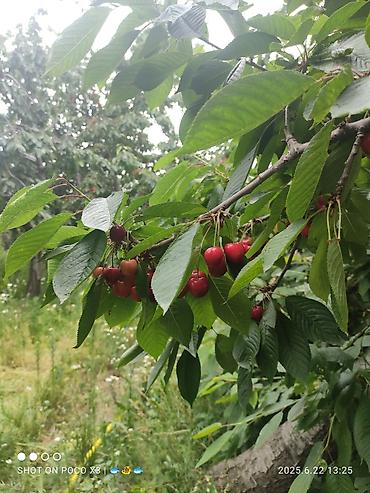 Продажа коттеджей и домов: Дом в ЧолпонАте р-он Хутор на участке более 10соток Продажа, два дома — 18