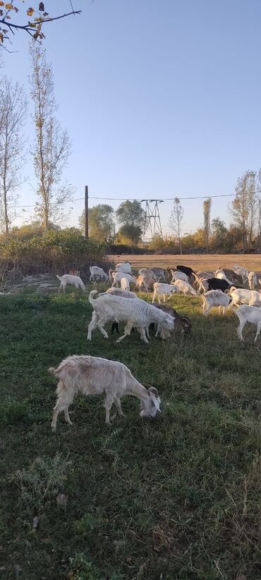Keçi, çəpiş: 2 təkə 42 ədəd dişi kecilər var Təkəsini alib hamisi bogazdi kom — 6