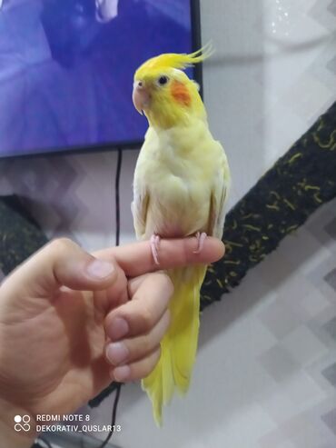Tutuquşları: SALAM ENDİRİMLƏRƏ DAVAM. 💥🔥.HAZIR DANIŞAN QUŞLAR SATILIR!!!!!! Yaş — 13