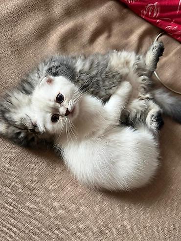 Pişiklər: Şotland — 24