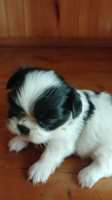 pomeranian it: Pekines, 1 ay, Dişi