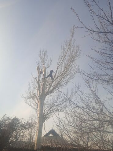 спил дерева: Терек биик коркунучту кыявыс Бекер кыип кетевис Бишкек чуй областях