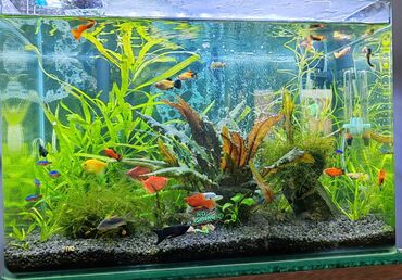 Prodajem nov akvarijum dim.50* 30*30 sa biljkama, kozicama, ribicama